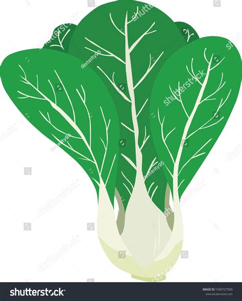 pechay picture drawing|Pechay Images – Browse 31,334 Stock Photos, Vectors, and Video.